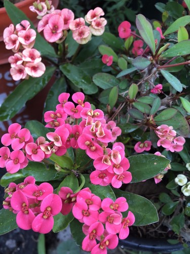 4 Crown of Thorns / cutting beautiful  flowers Mix  Different Color 6”+ - Picture 3 of 10