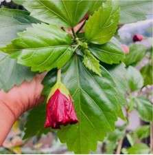 100 Organic Hibiscus Dried Gudhal Leaves   Herbal Tea for a Healthy Life Boost