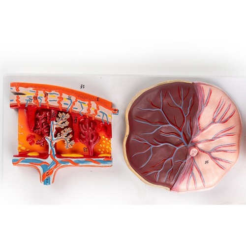 human fertilization and early embryonic development Demonstration model - Picture 5 of 6