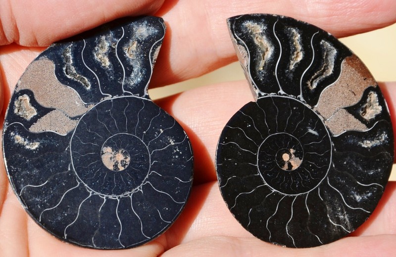 Cut Split PAIR Ammonite Deep Crystal Cavity 110myo Fossil 54mm Medium 2.1" a2495