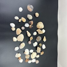 Lot of 44 Small Natural Seashells Miscellaneous Crafts Decor Aquarium