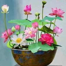 12+ Pcs Bonsai Bowl Lotus Seeds, Water Lily Flower Plant Seed Flowering Aquatic