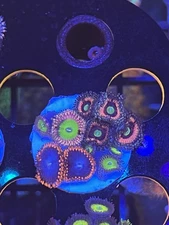 Palythoa Combo - Live Coral /Frag/LPS /salt water/Reef Tank/ WYSIWYG