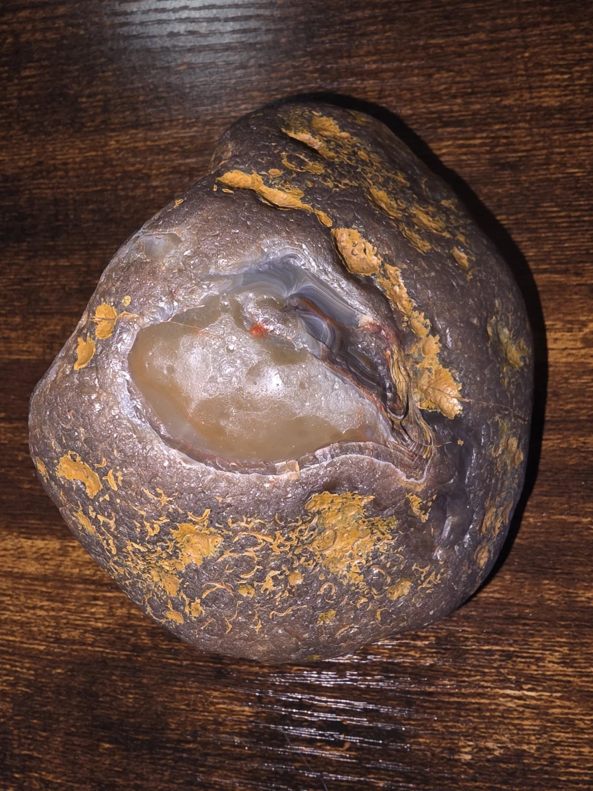 I Lb 3.6 Oz Brown Peeler With Some White Bands And Limonite Coloring
Opens in a new window or tab