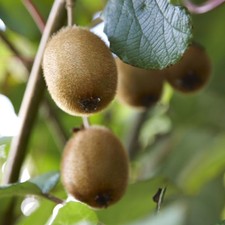 Fruit Climber, Kiwi Jenny Plant, Self-Fertile, Hardy Cropper, 1.7L Potted Plant