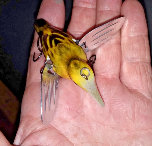 #4 Meadow Lark progettato da JACKALL by SPIDER BT esca per uccelli cingolati 3 1/8" 1/2 oz - Foto 8 di 10