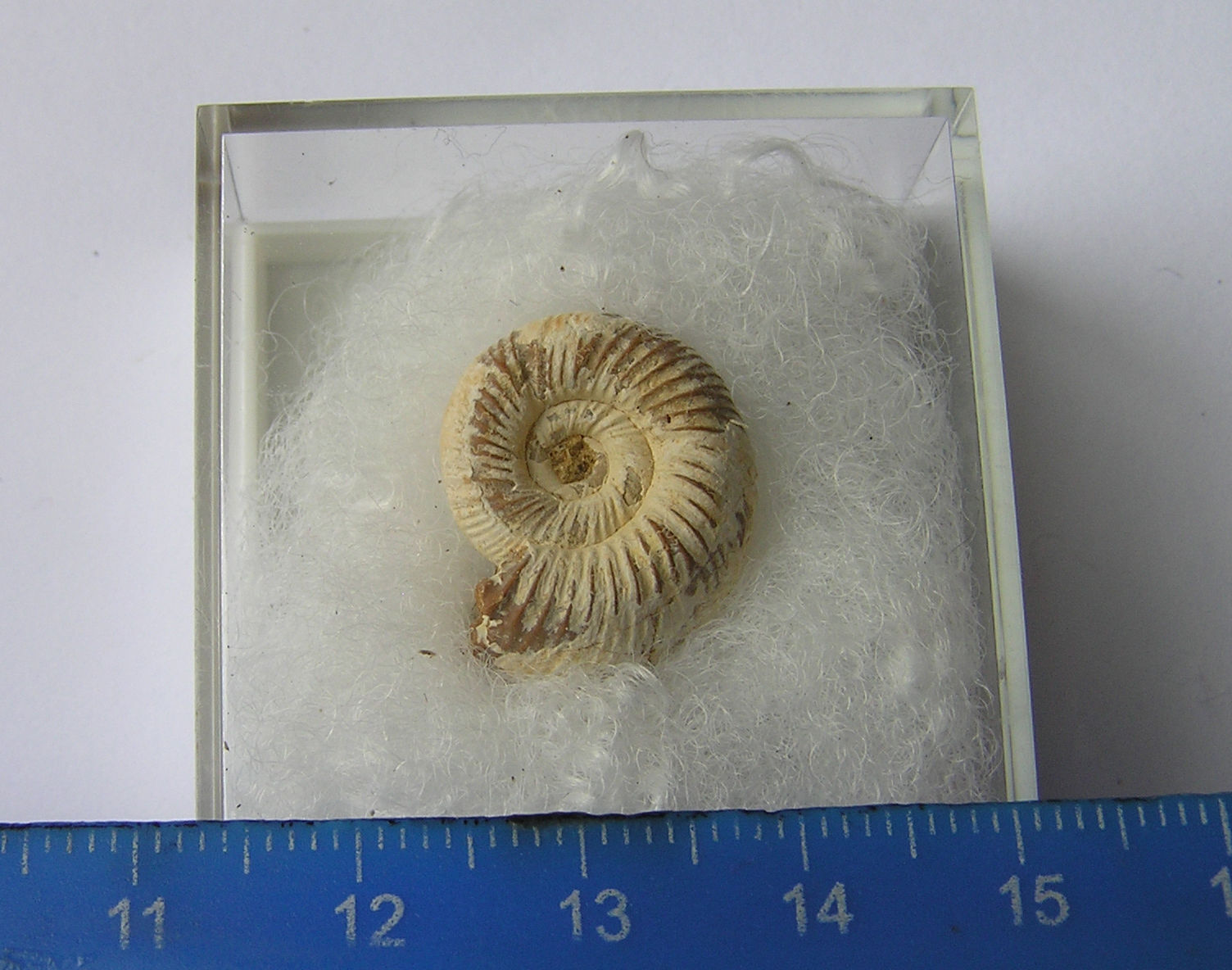 SUPER BOXED  MADAGASCAN PERISPHINCTES AMMONITE FOSSIL