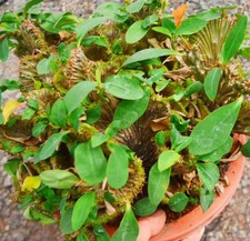 Sale Rare Cacti Euphorbia milii var.splendens Cristata WYSIWYG Garden Decor