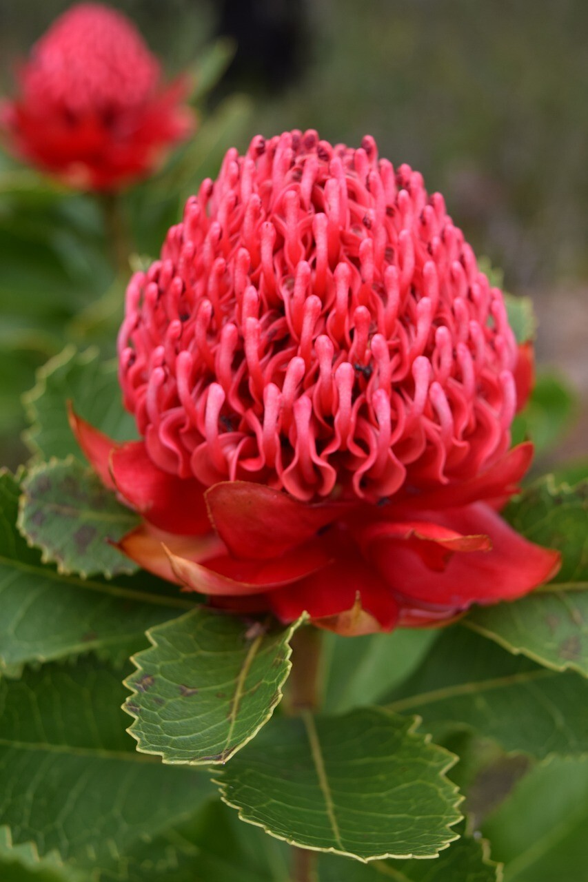 3 x WARATAH SEEDSTELOPEA SPECIOSISSIMABRIGHT RED FLOWERSNATIVE