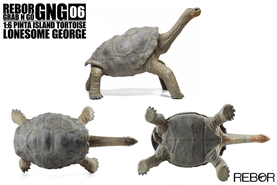 REBOR 1/6 Solitario George Modelo Galápagos Tortuga Gigante Animal Figura Juguetes Regalo Foto 2 de 4