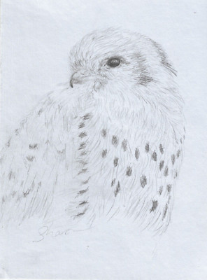 American Kestrel Bleistiftskizze von Sharon Louise Brooks
