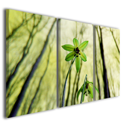 Stampe su tela fiori colorati primula Vellutata quadro moderno canvas arredo