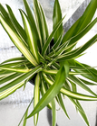 Three kind of different color spider plants well rooted plants eBay