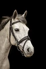 Equipride Working Hunter Bridle with Quick Release Snap Hooks Removable Flash