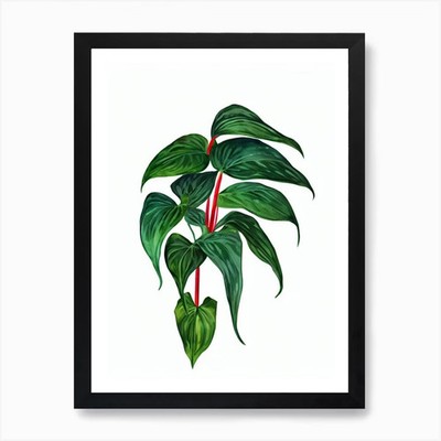 Anthurium (Anthurium Clarinervium) Gerahmtes Wandbild Poster Leinwanddruck Bild