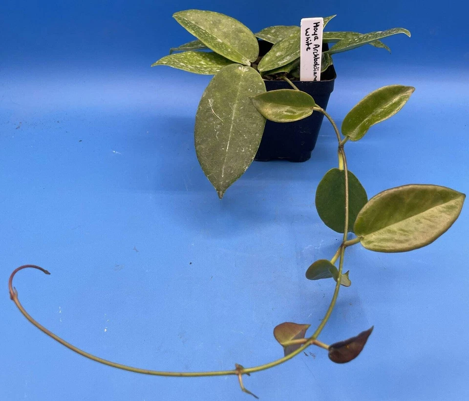 Hoya Archboldiana White Fully Rooted Grown In 3.5" pot - SO HEALTHY! - Image 3 of 4