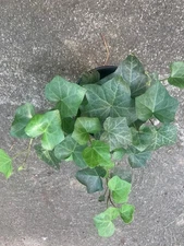Rooted Air Indoor Plants English Ivy Green in 6 inch Pot outdoor yard