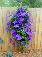 20 Blue Downy Clematis macropetala Hybrid Flower Seeds Climber Plant Hardy Vine