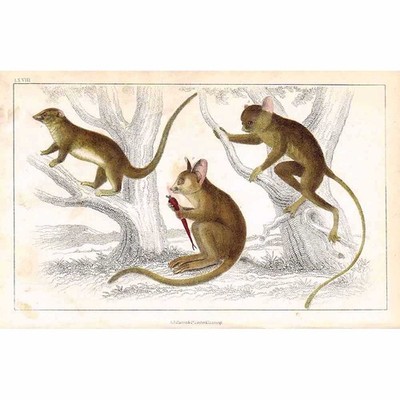 BUSH BABYS Little Galago, Senegal Galago - handkoloriert - antiker Druck um 1850