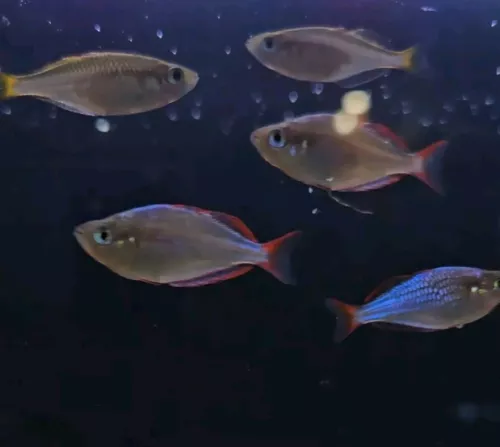 Dwarf Neon Rainbowfish (Melanotaenia praecox), Tank-Bred.  Trio