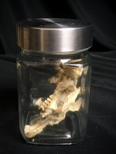 Half a Rabbit Skull in a Jar. Taxidermy and Oddities Collection