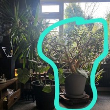 Rare Large Crassula Ovata Money Jade Plant Flower Billionaires Tree 🌲 15 Yr Old