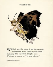 4591 Ross, M.T. (1881-1937) - Butterfly Babies 1914 - Violet-tip