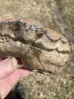 Dakota Prairie Agate. 1pound 6.80 Oz — photo 7