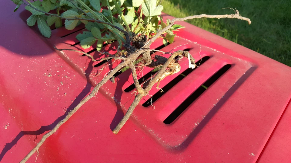 NORTH CAROLINA, Wild Blackberry (thimble berry) UNCULTIVATED 3 plants - Image 2 of 4