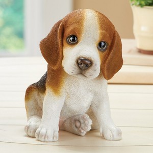 little beagle puppies