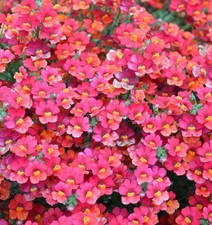 Nemesia plug plants garden orange red flowers pot patio basket bed, pack of 3