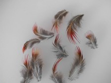 10  rote  Fasanen Federn vom Goldfasan  7  cm, Basteln, Floristik