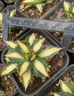 RareSucculent Plant Agave potatorum var. verschaffeltii 'Medio-picta' Random