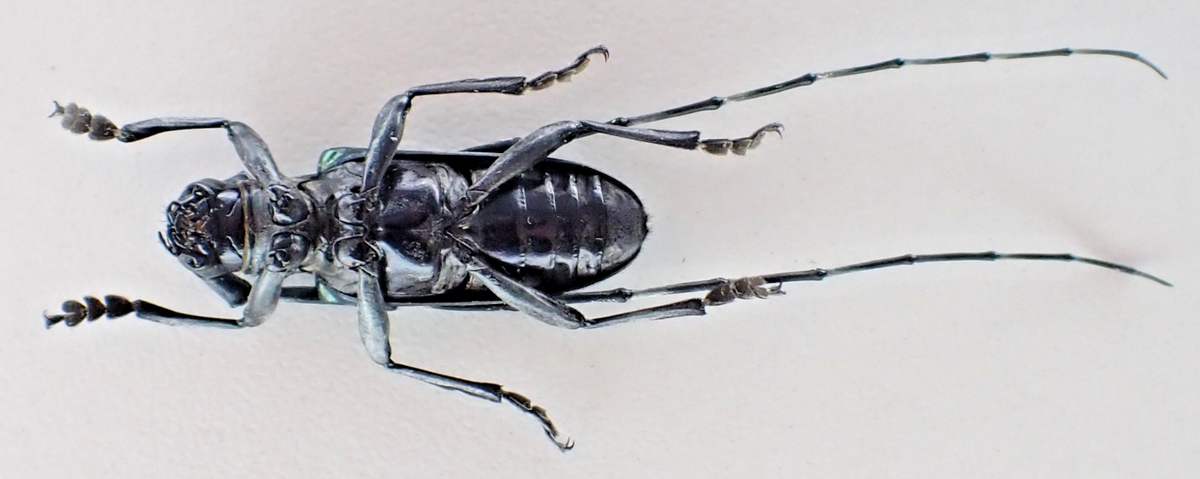 標本 Yunnan China Necydalis s.p 23mm D75754. Insects, Beetles. Cerambycidae sp. Vietnam North. 1900m | eBay