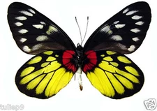 Buttterfly - Pieridae - Delias pasithoe siamensis (MorF) - Chiangmai, Thailand