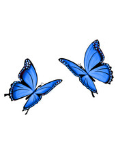 6 adesivi auto 18 x 18 cm adesivi farfalla animali adesivi