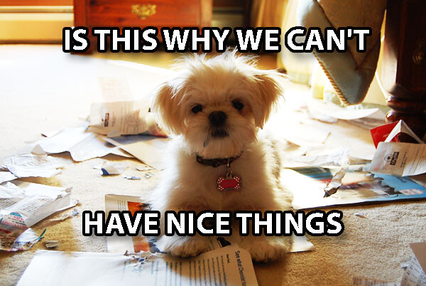 Dog Janwar Funny Video Funny Jokes Janwar Wala Comedy Comedy