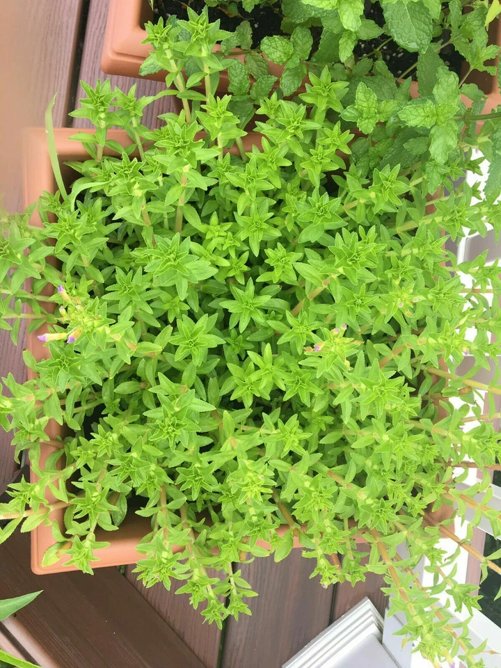 Arroz arroz hierba Limnophila aromatica, Ngo om, especia rau ngo, planta iniciadora viva Foto 2 de 2