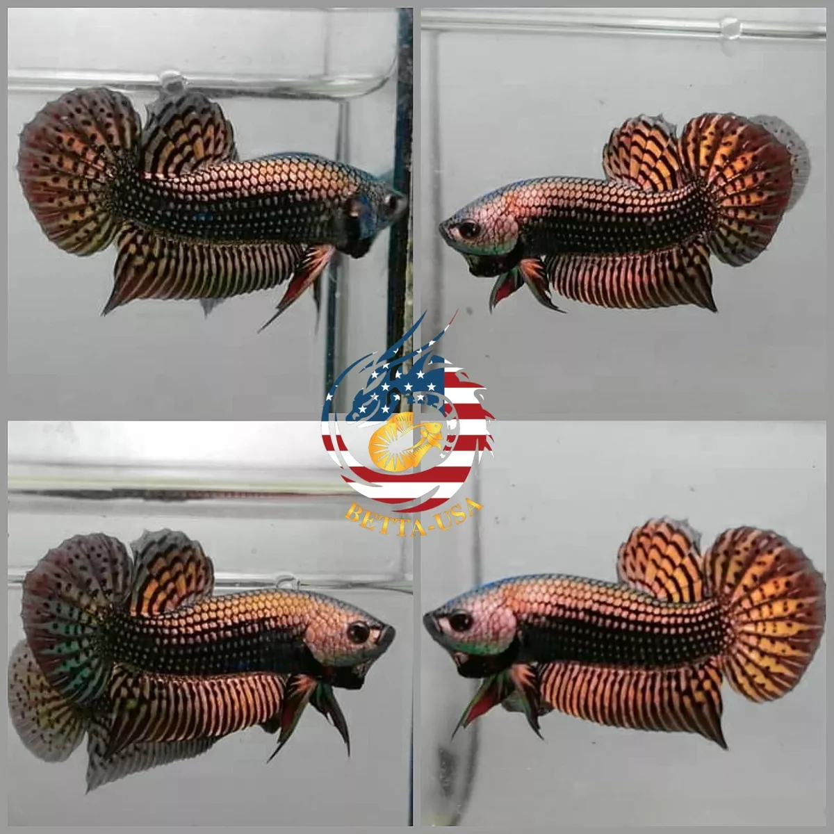 Live Betta Fish High Quality Wild Betta Alien Copper - USA Seller