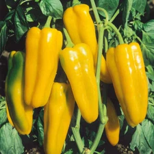 Golden Marconi Sweet Pepper Seeds 50+ Vegetable Garden NON-GMO USA FREE SHIPPING