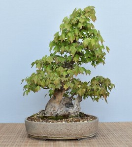 Bonsai-Garten-Mller | eBay.de Shops