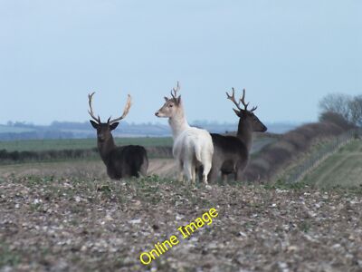 Photo 6x4 Fallow Deer, Haydon Down West Compton/SY5694 Here you see the  c2013