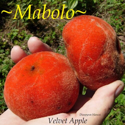 ~MABOLO~ Velvet Apple Fruit Tree Diospyros blancoi 12-18+in med Potd Plant - Picture 1 of 12