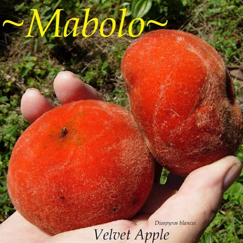 ~MABOLO~ Velvet Apple Fruit Tree Diospyros blancoi 3-4+ft lg Potd Plant