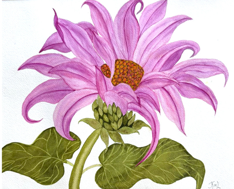PAINTING WATERCOLOR FLOWER DAISY PINK PURPLE ECHINACEA 11X14 & DOUBLE MAT 16X20