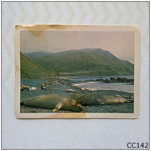 Weet-Bix Australia's National Parks 1981 #3 Elephant Seals Cereal Card (CC142)