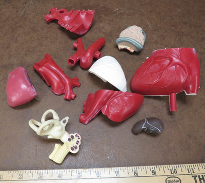 3D Human Heart Model and other parts Medical Training & Demonstration Tool