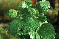 Herb – Peppermint (Mentha piperita) Plug Plants x 3 – Strong, Fresh Scent!