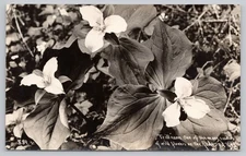 Trillium Wildflowers Along Redwood Highway Frank Patterson RPPC Postcard