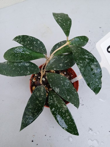 $075- HOYA PHUWUAENSIS LIVE PLANT